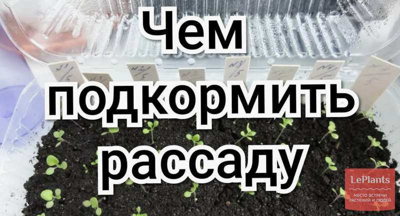 Чем подкормить рассаду в марте: 15 мощных решений для быстрого роста и крепких саженцев