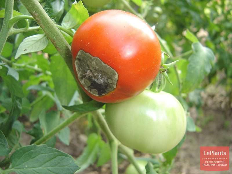 Болезни и вредители томатов