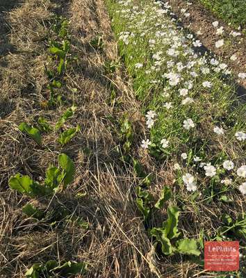Гипсофила изящная (Gypsophila elegans) — описание, выращивание, фото ...
