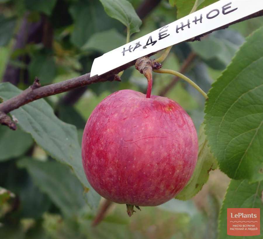 Яблоня Надежное — описание сорта, характеристики