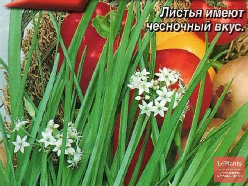 Лук душистый 'Априор' — описание сорта, характеристики | на LePlants.ru