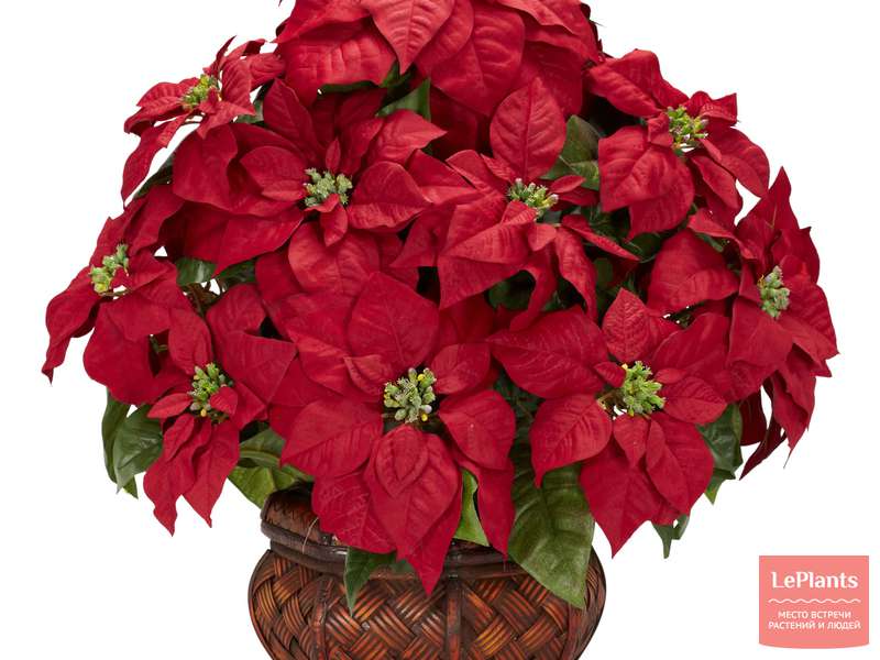 Пуансеттия (Poinsettia) — описание, выращивание, фото | на LePlants.ru