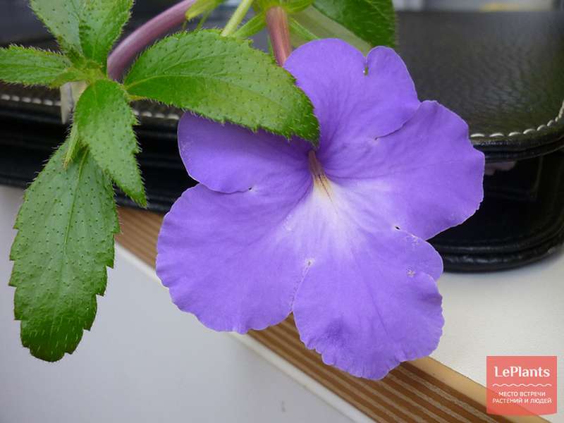 Achimenes longiflora