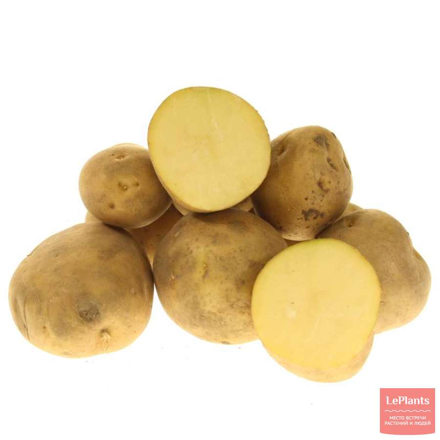 Сорт картофеля ариэль фото. Семенной картофель Нандина. Сорт картофеля Тимо. Картофель сорт Нандина. Сорт картофеля Вармас.