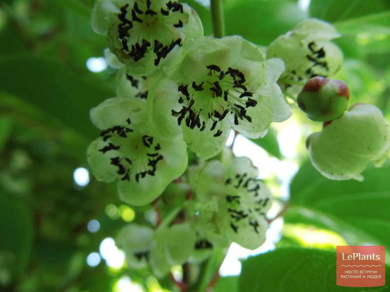 Актинидия острая (Actinidia arguta) — описание, выращивание, фото | на ...