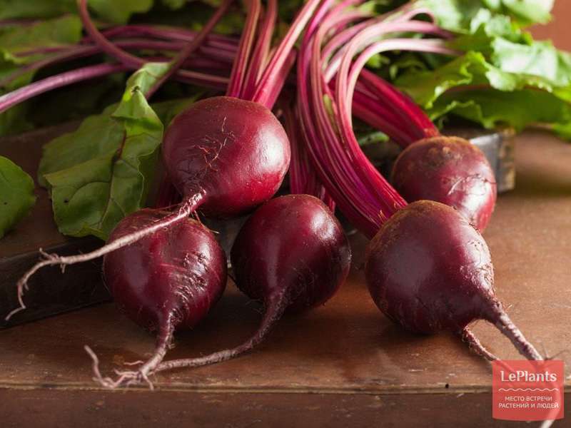 Свекла столовая 'Холодостойкая 19' — описание сорта, характеристики ...