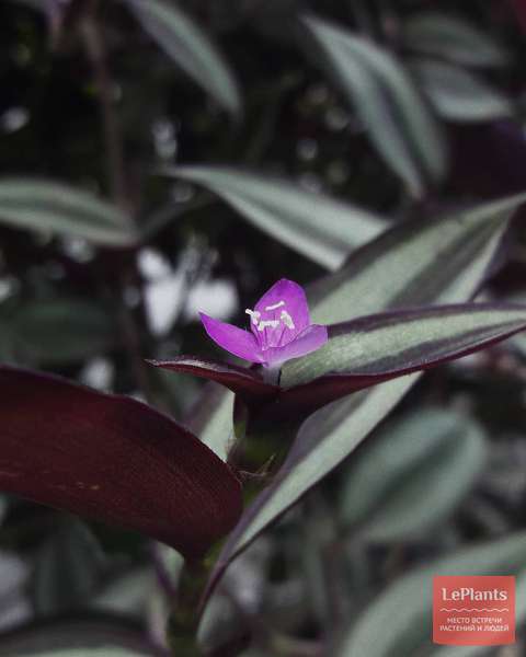 Традесканция зебрина (Tradescantia zebrina) — описание, выращивание ...