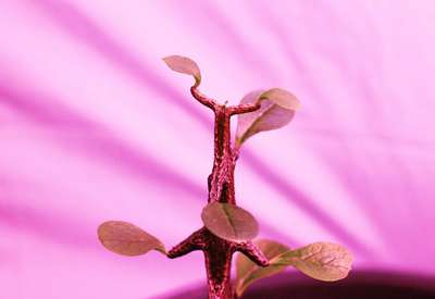 Ceropegia sp
