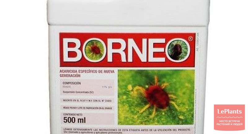 Борнео