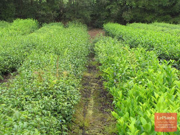 Камелия китайская (Camellia sinensis) — описание, выращивание, фото ...