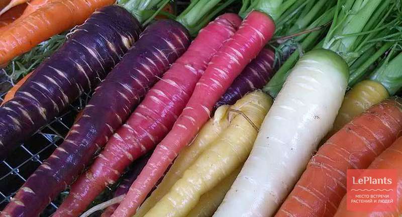 Самые популярные сорта моркови для Подмосковья (средней полосы), Урала и Сибири