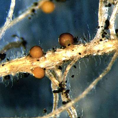 Гипсофила изящная (Gypsophila elegans) — описание, выращивание, фото ...