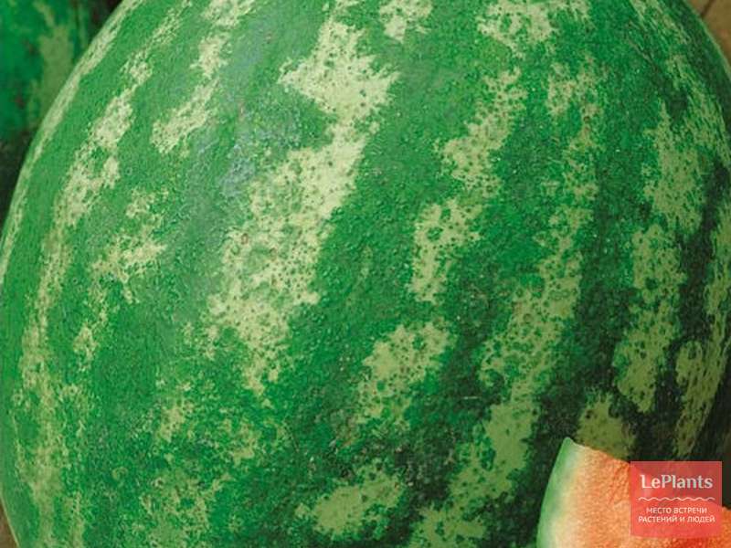 Арбуз обыкновенный Ница — описание сорта, характеристики
