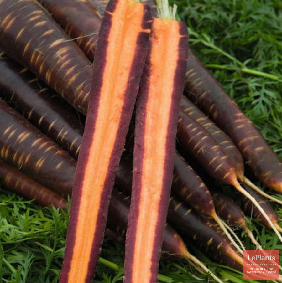 Лучшие сорта моркови для Подмосковья для открытого грунта