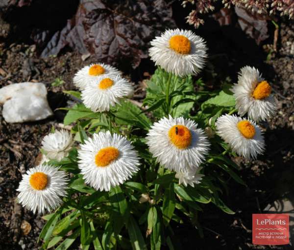 Гелихризум прицветниковый (Helichrysum bracteatum) — описание ...