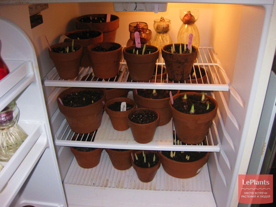 Как выращивать гиацинты в домашних условиях к 8 марта?