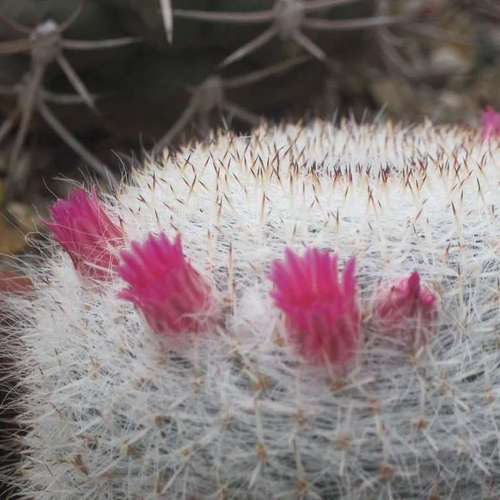 Кактусы, Mammillaria klissingiana от Kohres.