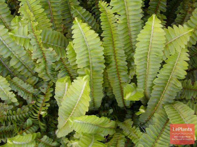 Нефролепис сердцелистный (Nephrolepis cordifolia) — описание ...