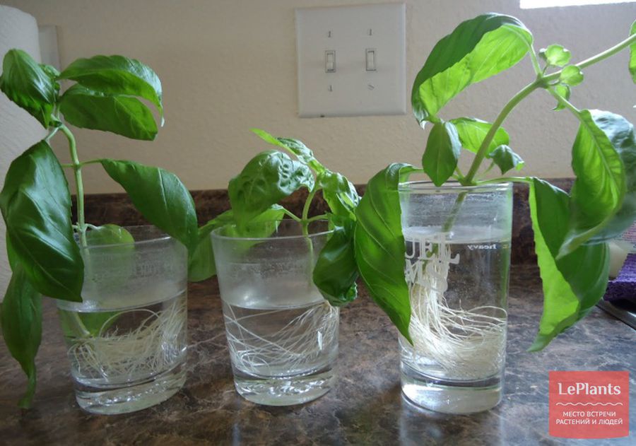 Как вырастить растение из черенка в домашних условиях