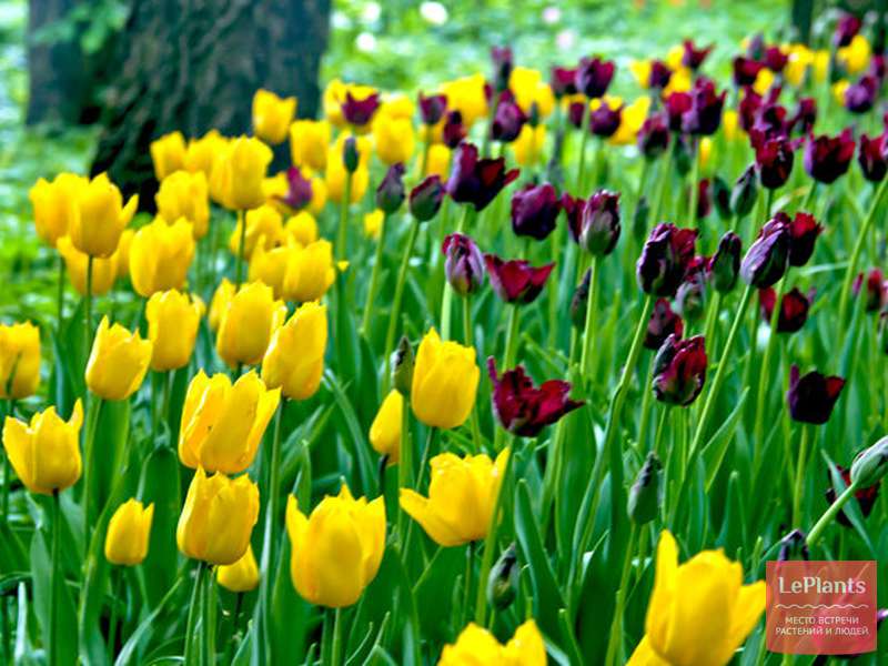 тюльпаны москва