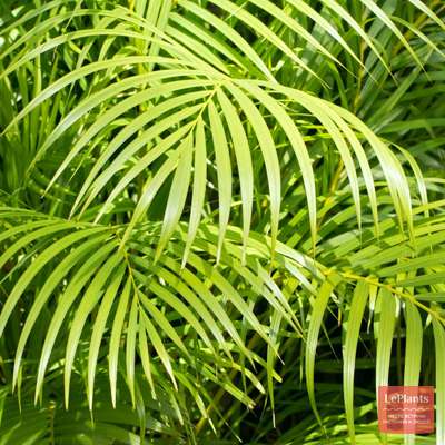 Дипсис (Dypsis) — описание, выращивание, фото | на LePlants.ru