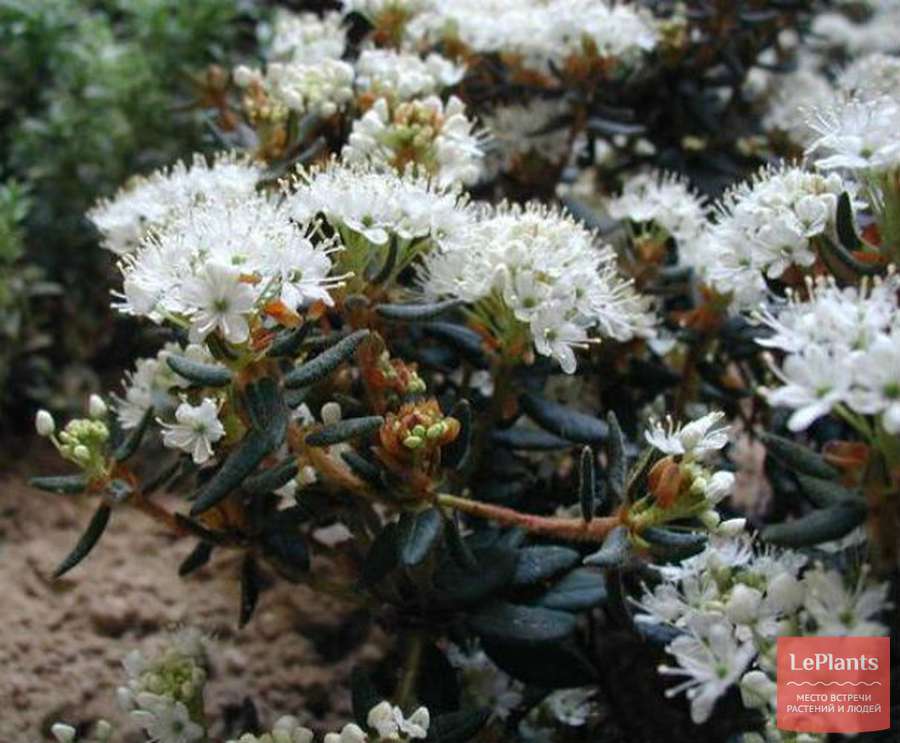 Багульник болотный (Ledum palustre) — описание, выращивание, фото