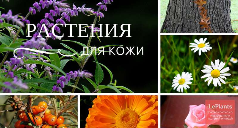 Какие растения помогают в уходе за кожей?