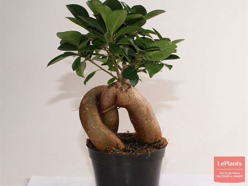 Фикус мелкоплодный 'Гинсенг' — описание сорта, характеристики | на ...