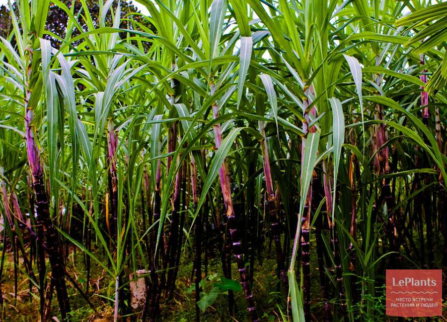Сахарный тростник формула. Бали сахарный тростник. Сахарный тростник ( Saccharum SP.). Сахарный тростник в Индии. Полинезия сахарный тростник.