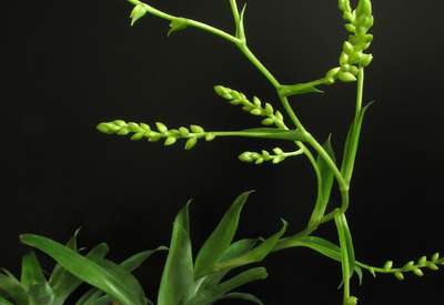 Катопсис моррениана 
