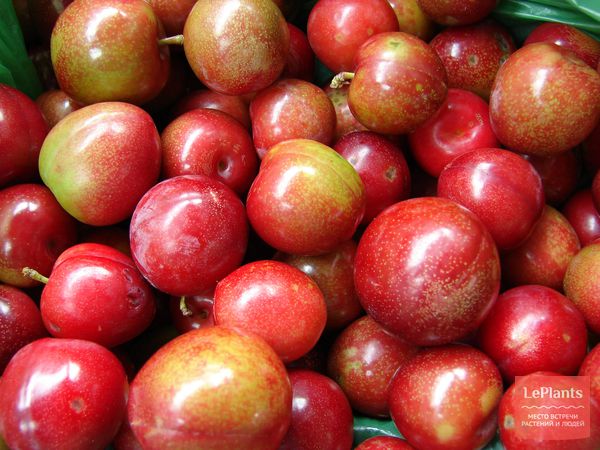 Слива китайская (Prunus salicina) — описание, выращивание, фото | на ...