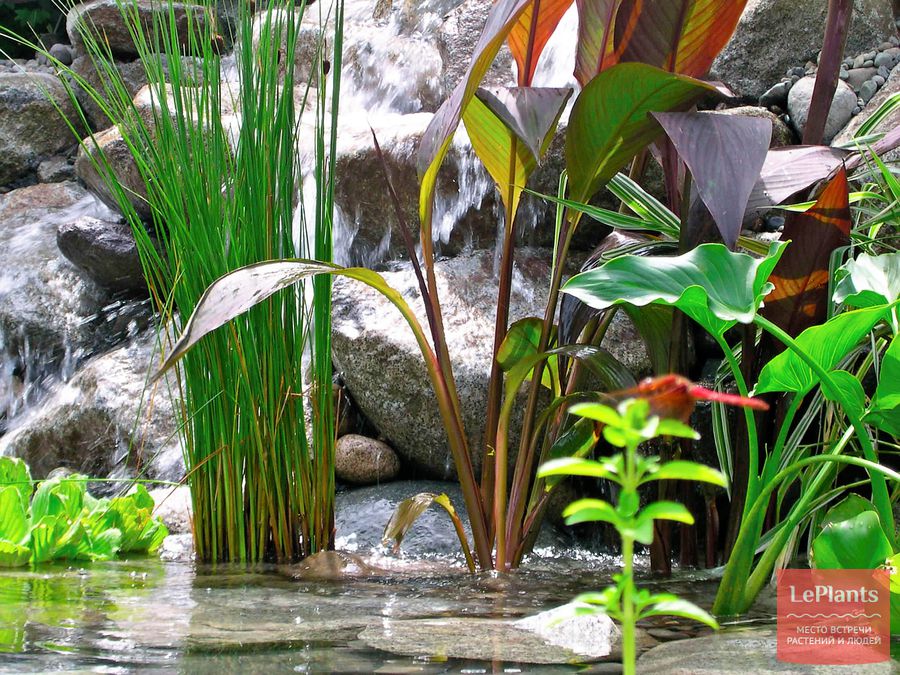 Комнатные растения которые можно выращивать в воде