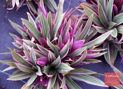 Традесканция разноцветная (Tradescantia discolor) — описание ...