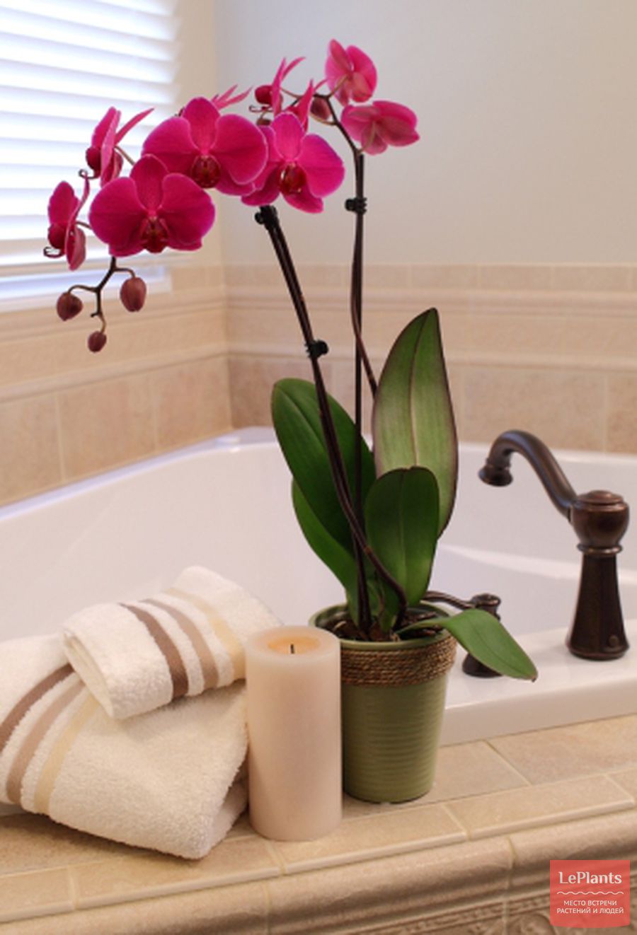 Растения которые можно выращивать в ванной комнате