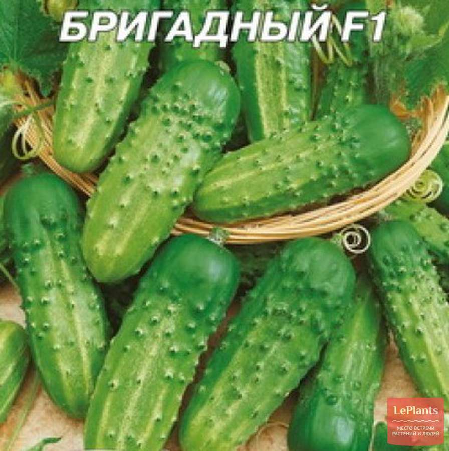 Огурец Клавдия: характеристика и описание сорта Огурец Клавдия: характеристика и описание сорта