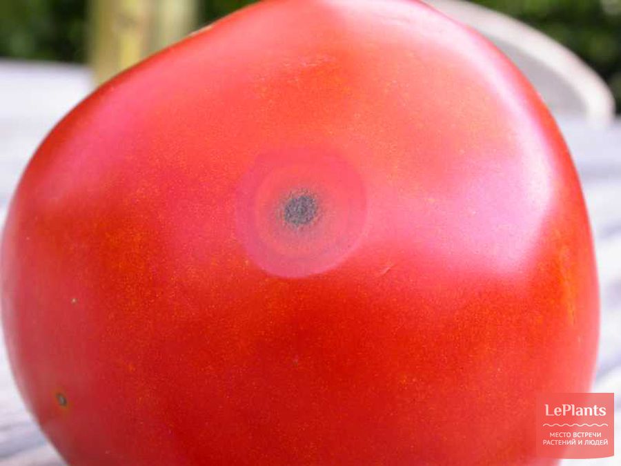 Защита от болезней и вредителей для помидор