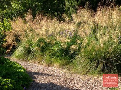 Ковыль (Stipa) — описание, выращивание, фото | на LePlants.ru