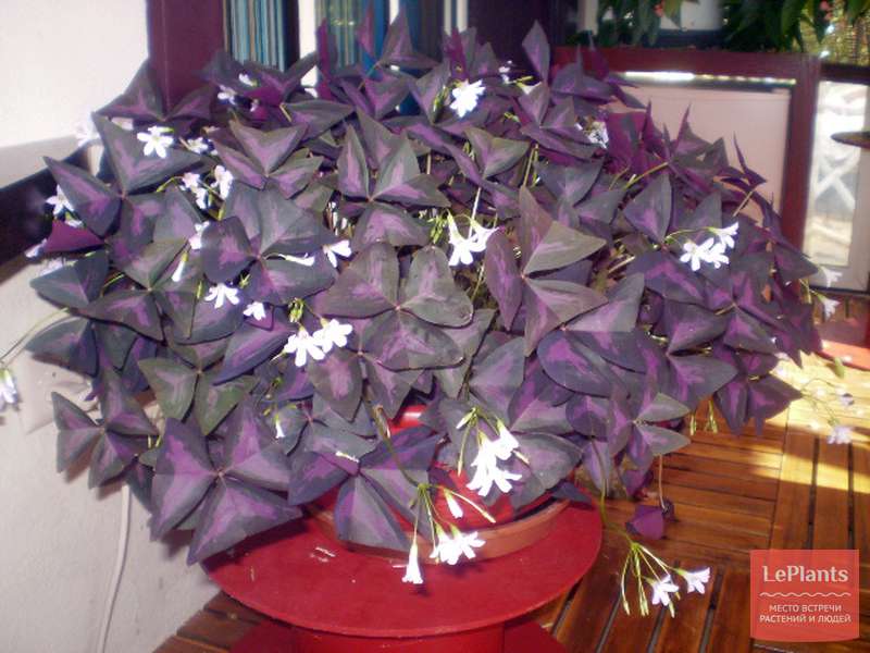 Кислица треугольная (Oxalis triangularis ) — описание, выращивание ...