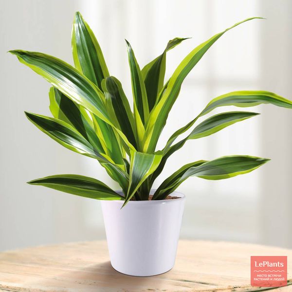 Драцена душистая (Dracaena fragrans) — описание, выращивание, фото | на ...