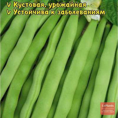 Фасоль обыкновенная Московская белая зеленостручная 556 — описание сорта,характеристики