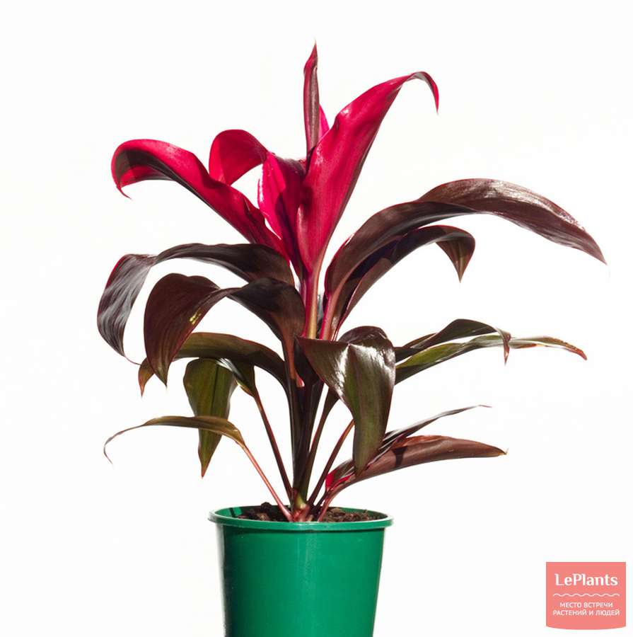 Кордилина (Cordyline) Кордилина (Cordyline)