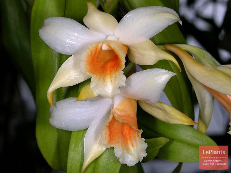 Дендробиум киленосный (Dendrobium cariniferum) — описание, выращивание ...