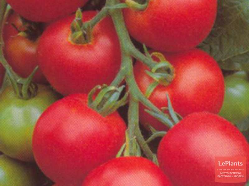 Томат 'Толстой F1' — описание сорта, характеристики | на LePlants.ru