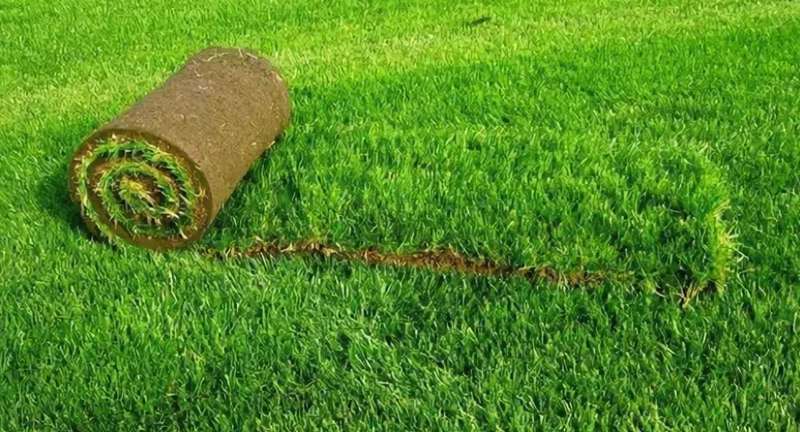 Рулонный газон: полное руководство по укладке, уходу и демонтажу