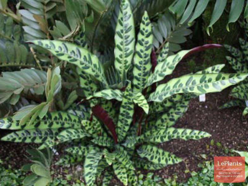 Калатея замечательная (Calathea insignis) — описание, выращивание, фото ...