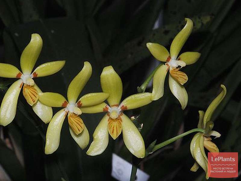Фаленопсис ложечный (Phalaenopsis cochlearis) — описание, выращивание ...
