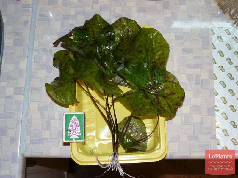 Нимфея живородящая (Nymphaea micrantha) — описание, выращивание, фото ...