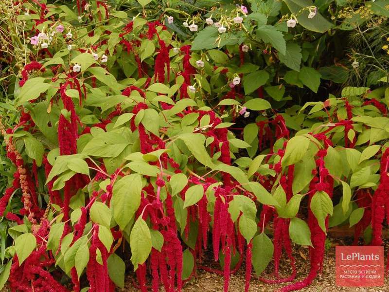 Амарант (Amaranthus) — описание, выращивание, фото | на LePlants.ru