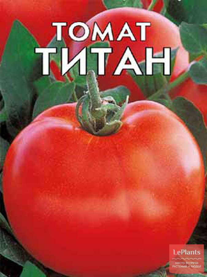 Томат Титан — описание сорта, характеристики