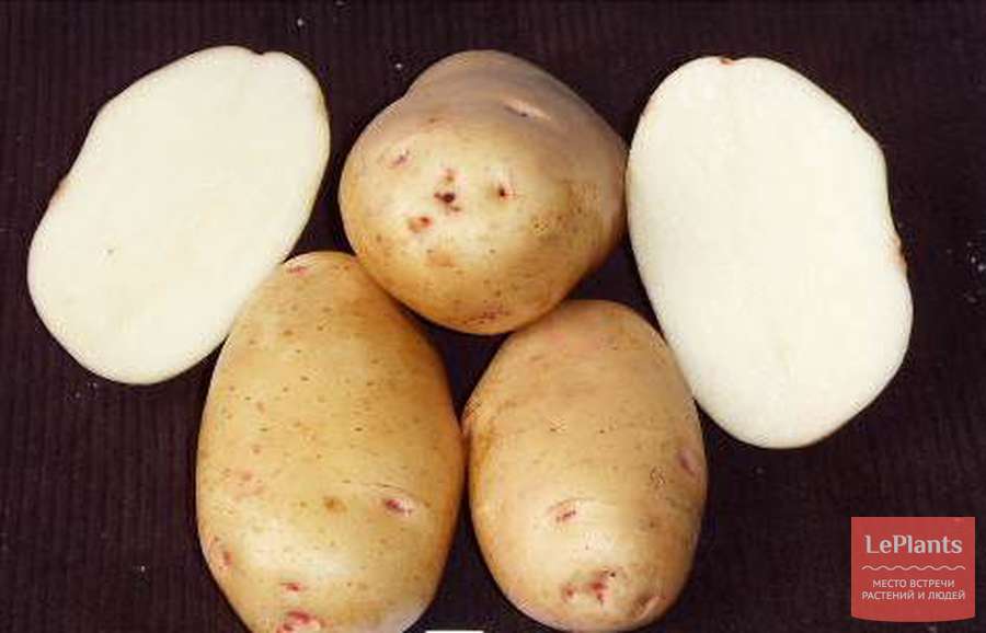 Картофель Весна белая — описание сорта, характеристики